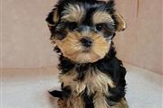 $400 : Teacup Yorkie puppies thumbnail