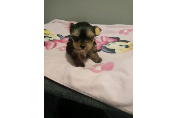 POMERANIANS Y SHIH-TZU 🐕 image 1