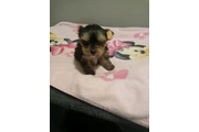 POMERANIANS Y SHIH-TZU 🐕 en Los Angeles