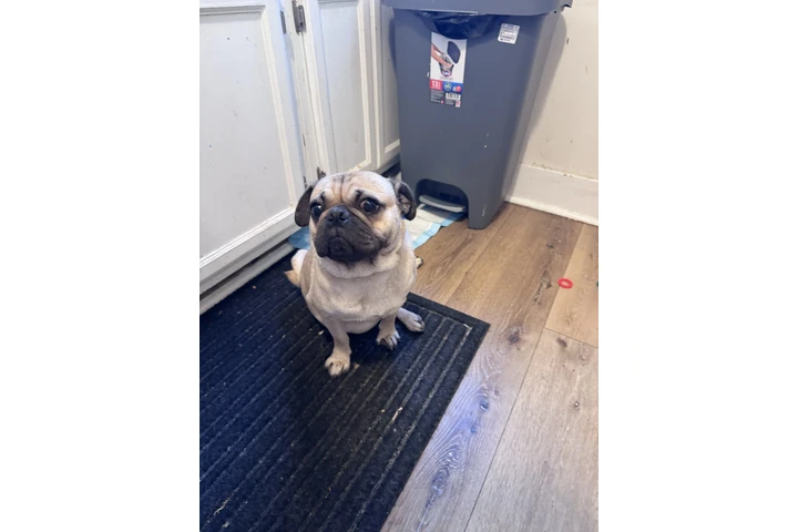 $800 : Pug image 1