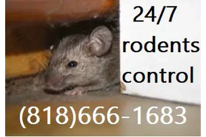 FUMIGACIONES PEST-TERMITE 24/7 image 1