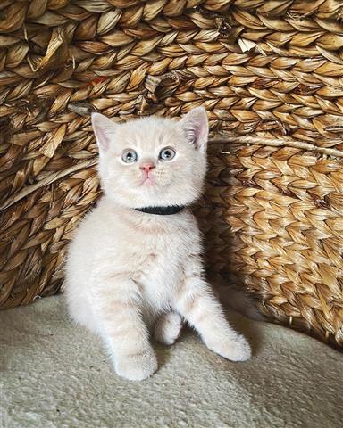 $500 : British Shorthair Kittens. image 2