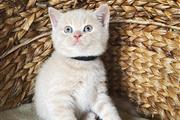 $500 : British Shorthair Kittens. thumbnail