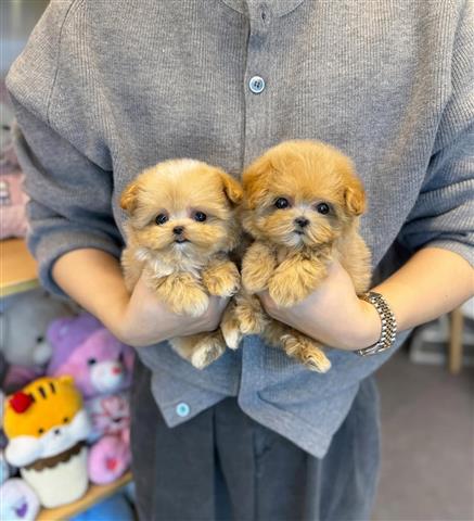 $350 : Precioso cachorro maltipoo image 4