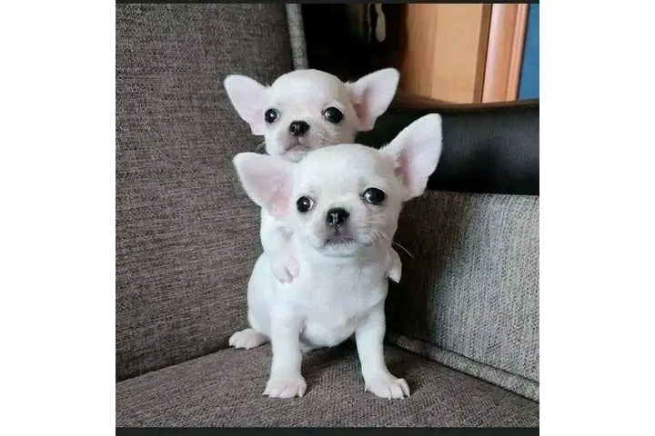 $800 : Chihuahua puppies image 6