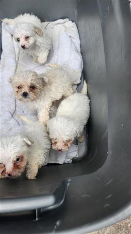 $500 : Maltese and  pure poodle image 10