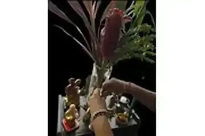 VIDENTE EMILIA image 1