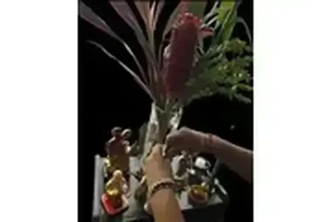 VIDENTE EMILIA en Fort Worth