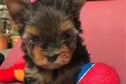 Teacup yorkie for free rehomin en Portland ME