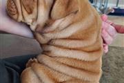 $500 : English Bulldog puppy for sale thumbnail