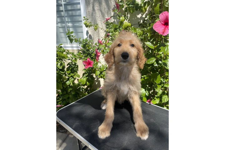 Golden doodle image 5