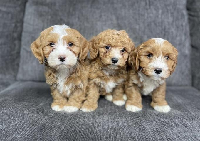 $300 : Cavapoo puppies for sale image 1