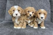 Cavapoo puppies for sale en Little Rock