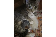 GATITOS GRATIS EN LOS ANGELES thumbnail