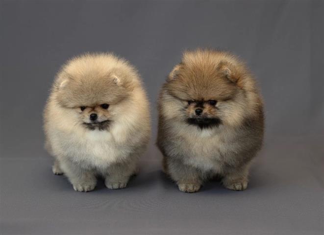 $750 : Mini cachorros de Pomerania image 1