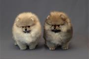 Mini cachorros de Pomerania