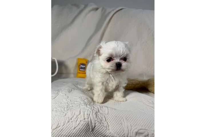 $350 : Cachorros malteses taza de té image 2