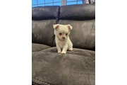 CACHORROS DE CHIHUAHUA BUSCAN thumbnail
