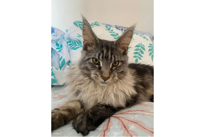 $4000000 : Bonitos Gatos Maine Coons image 1