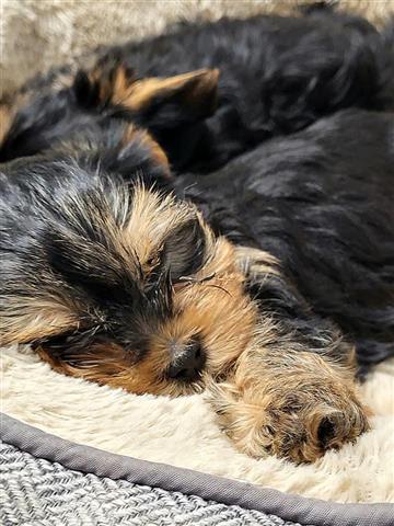 $450 : healthy yorkie puppies image 2