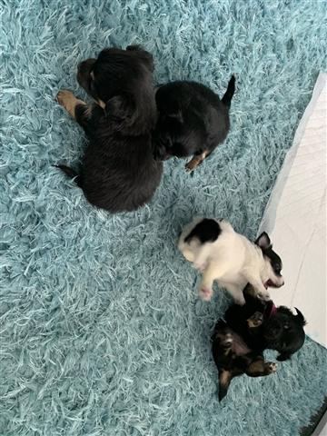 $500 : Chihuahua Puppies image 2