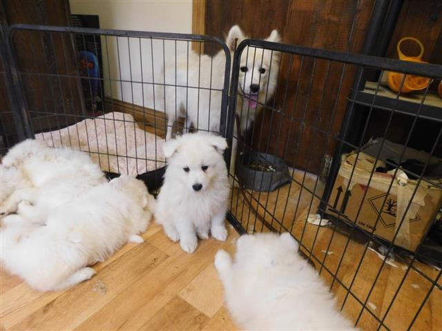 $600 : Samoyed puppies ready for sale image 1