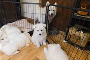 Samoyed puppies ready for sale en Arlington VA