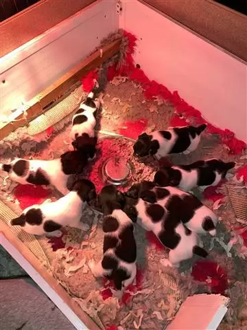 11 week Jack russells puppies image 1