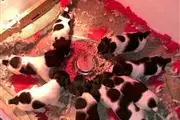 11 week Jack russells puppies