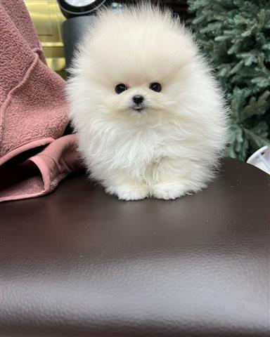 $300 : cute Pomeranian image 2