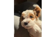 $1800 : Australian Labradoodles thumbnail