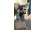 Gatito persa ojos verdes en Los Angeles