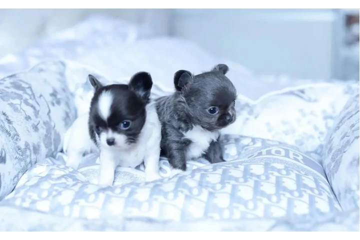 $350 : cachorros chihuahua listos image 1