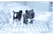 cachorros chihuahua listos en Laredo