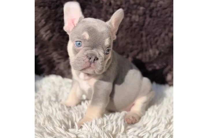 $300 : Pomeranian and French bulldog image 4