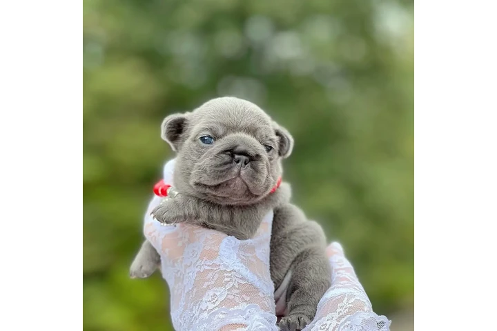 $350 : Cachorros Bulldog Francés image 4