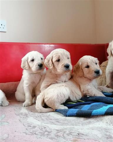 $500 : CACHORROS GOLDENDOODLE image 1