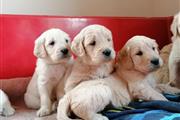 $500 : CACHORROS GOLDENDOODLE thumbnail