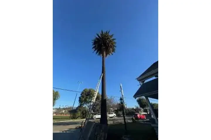 SERVICIO COMPLETO DE ÁRBOLES image 1