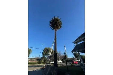 SERVICIO COMPLETO DE ÁRBOLES en Los Angeles