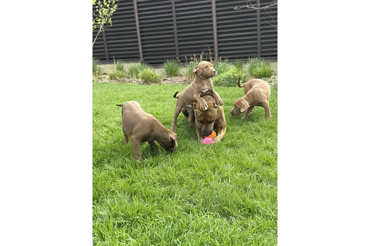 $500 : Cachorros Pitbull image 2