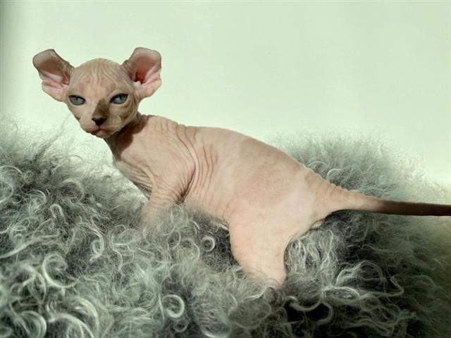 $600 : Male and Female Sphynx kittens image 8