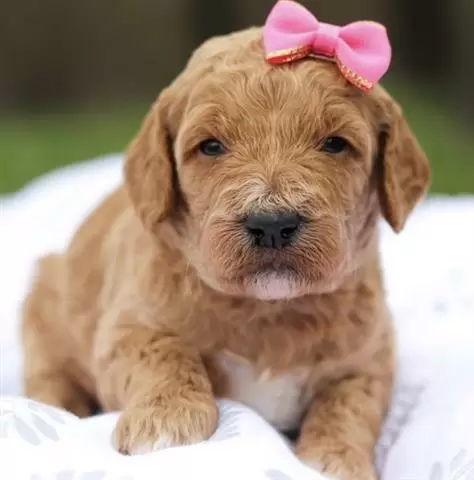 $350 : Golden doodle puppy for sale image 1