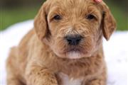 Golden doodle puppy for sale en Denver
