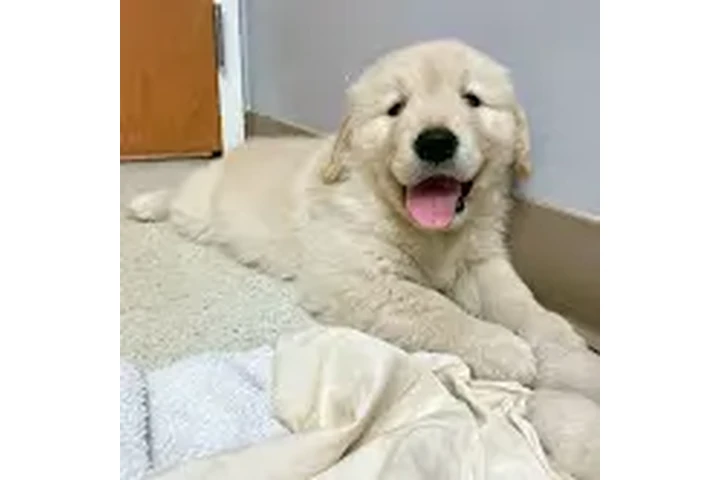 $210 : Beautiful Golden  retrievers image 2