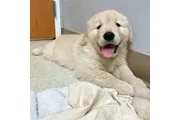 $210 : Beautiful Golden  retrievers thumbnail
