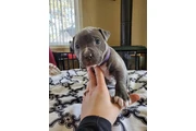 $350 : Cachorros de pitbull thumbnail