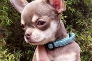 $280 : chihuahua puppies for sale thumbnail