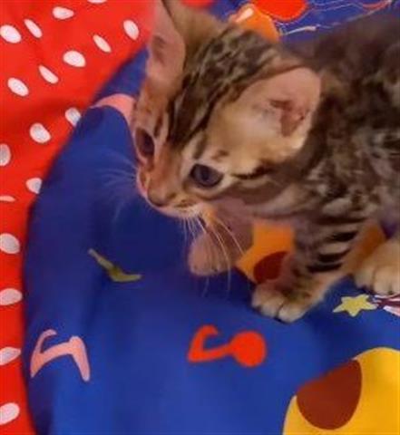 $700 : health bengal kitten available image 2