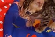 $700 : health bengal kitten available thumbnail